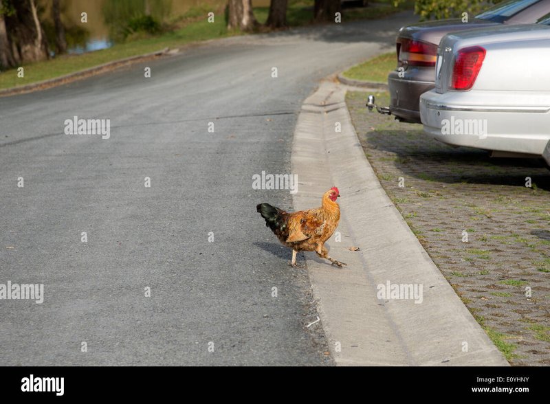 Explore chicken road casino